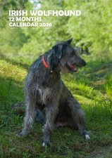 Irish Wolfhound 2026 Calendars