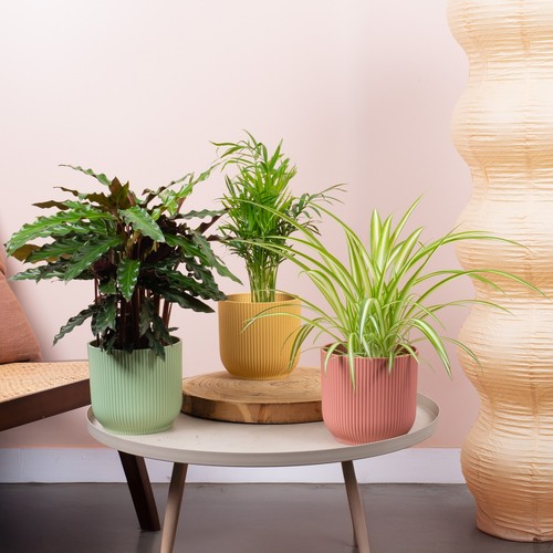 Pet safe house plant - house,