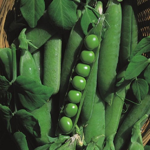 Pea seeds many - pea,