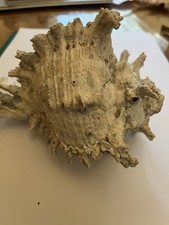 Giant Murex Shell (Chicoreus