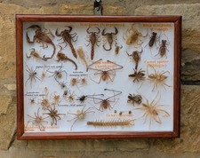 Fabulous Insect Display Cased, Camel Spiders and Scorpions
