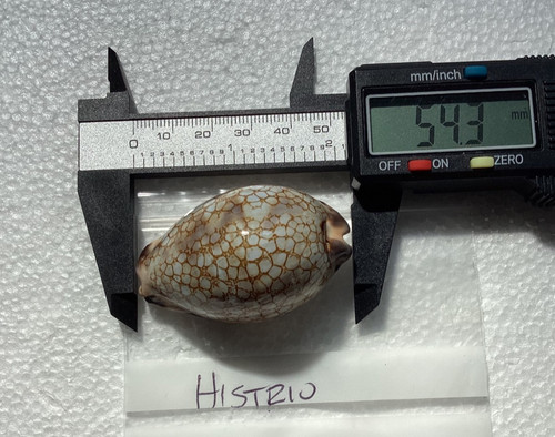 Cypraea histrio beautiful - cypraea,