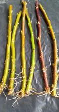 Willow Salix 'Sekka' 6 x Rooted cuttings for Basketry, florestry, weaving hedges
