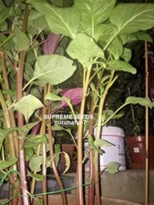 Dugi - Data Denga Amaranth