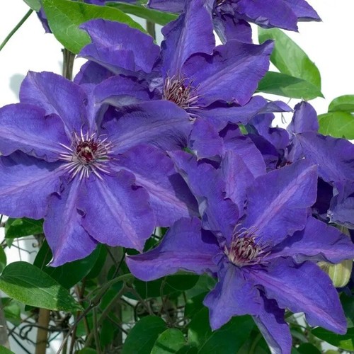 Dark purple pink clematis - purple,