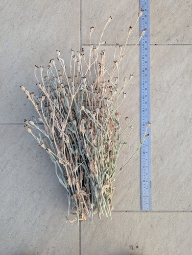 Seed heads dried flower - seed,