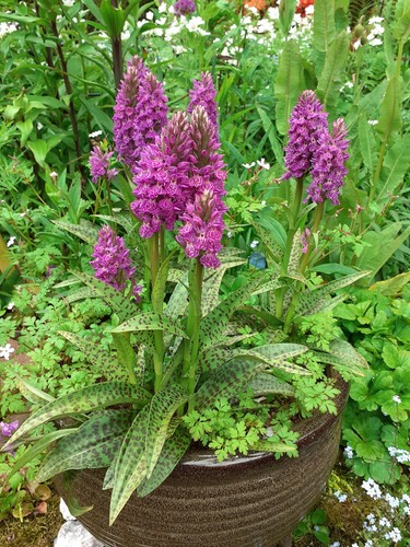 Dactylorhiza broomhill beauty - broomhill,