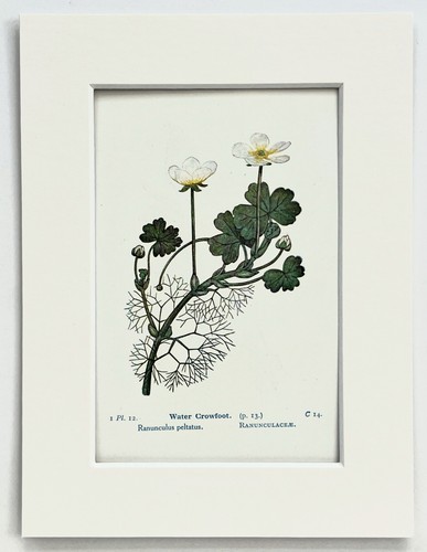 Water crowfoot 1920 - water,