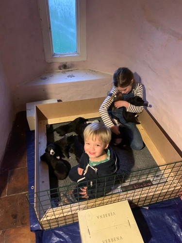Whelping box pen - x, with