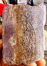 Utah Dinosaur Bone Fossil -