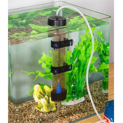 Fish tank shrimp - fish,