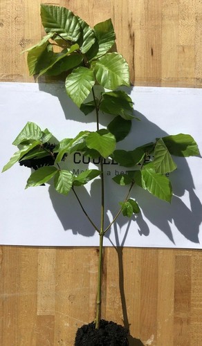 Green beech - beech, (fagus