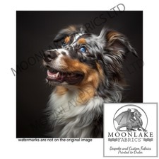 Australian Shepherd lft 100%