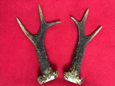 PAIR OF ROE DEER ANTLERS , 223g. approx. 19,5/21cm.