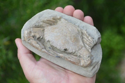 Rare fossil crab male - rare, (