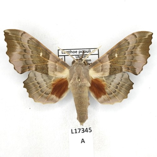 Sphingidae laothoe populi - sphingidae,,