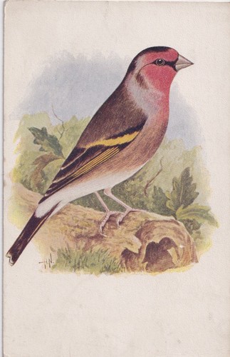 Postcard c1910s goldfinch - c1910s,