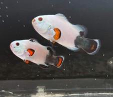 2-Pack Half and Half Storm
