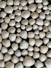 Natural Shells Cockle