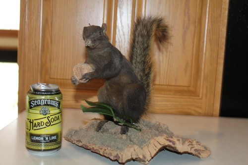 Taxidermy squirrel chipmunk - taxidermy,