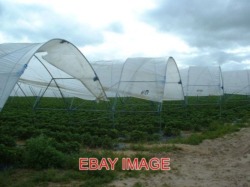 Photo polytunnels - ,