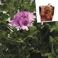 Geranium Scented Grandeur