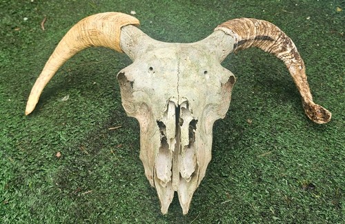 Sheep skull with horns - skull,