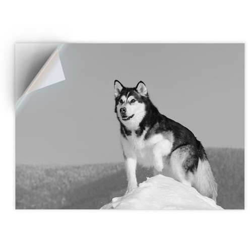 Vinyl sticker bw - vinyl,