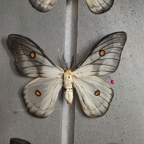 Ghost silk moth ceranchia - silk,