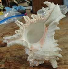 Large Murex white seashell