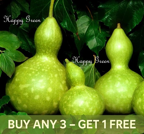 Large bottle gourd squash - gourd,