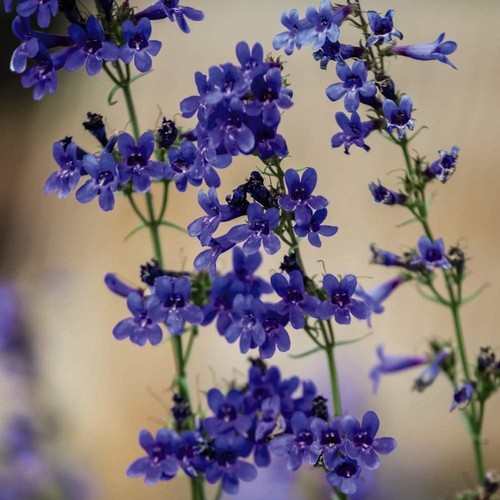 Penstemon heterophyllus true - penstemon, 'true