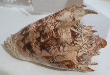 Rare Aulica Imperialis Volute Sea Shell.