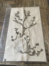 Vintage French pressed flowers. 26cm by44cm.