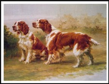 WELSH SPRINGER SPANIEL DOG ART
