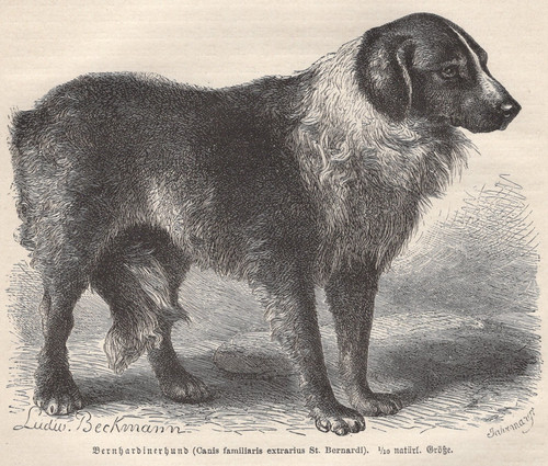 1883 brehms thierleben wood - thierleben,
