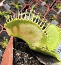 Dionaea Muscipula Venus