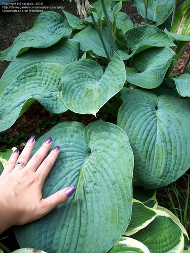 Hosta sieboldiana elegans - elegans, 1