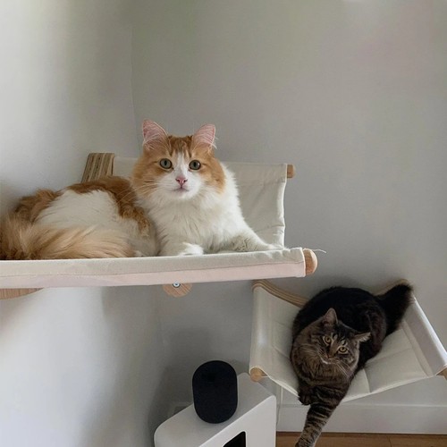 Wall mounted cat - wall, hammock