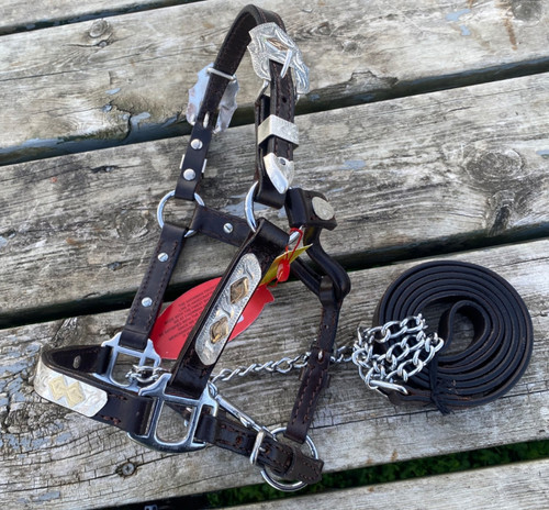 Miniature horse bowrn leather