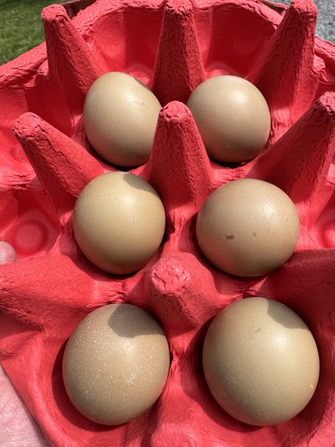 Abyssinan pheasant fertile - pheasant,