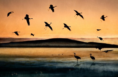 Photo art wall - wall, mural-flying