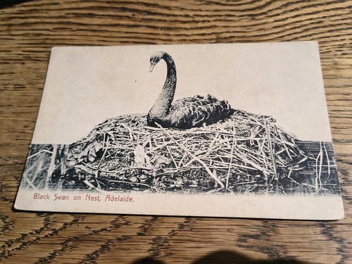 Black swan nest - black, adelaide