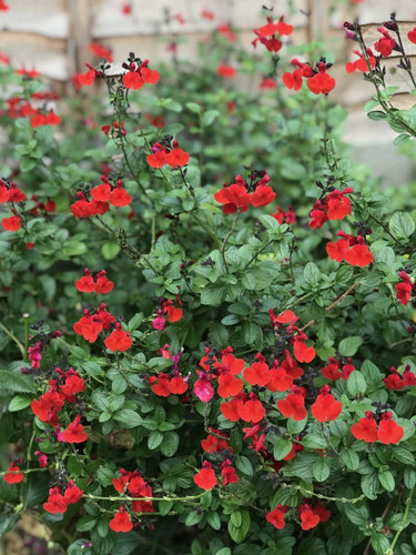 Salvia royal bumble - salvia,