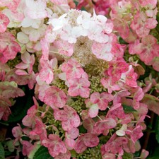 Flowering Shrub, Hydrangea