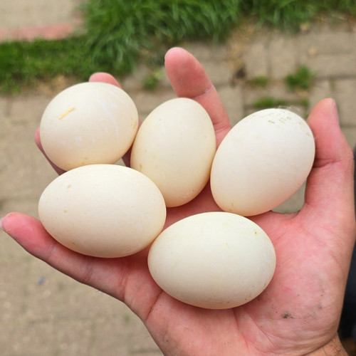 Duck eggs ftile - duck,