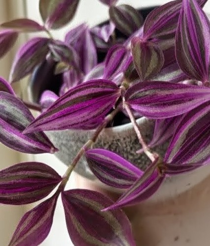 Tradescantia zebrina purple - zebrina,
