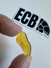 Baltic Amber With Mosquito