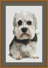 Dandie Dinmont Terrier Dog