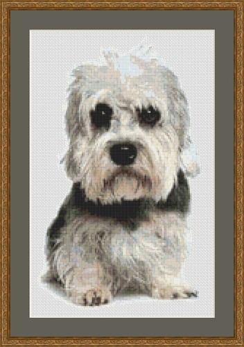 Dandie dinmont terrier dog - terrier,